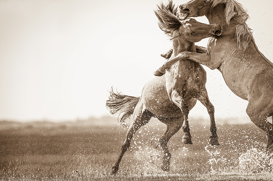 Photographer Lisa Cueman elegantly captures the wild horses of the outer banks