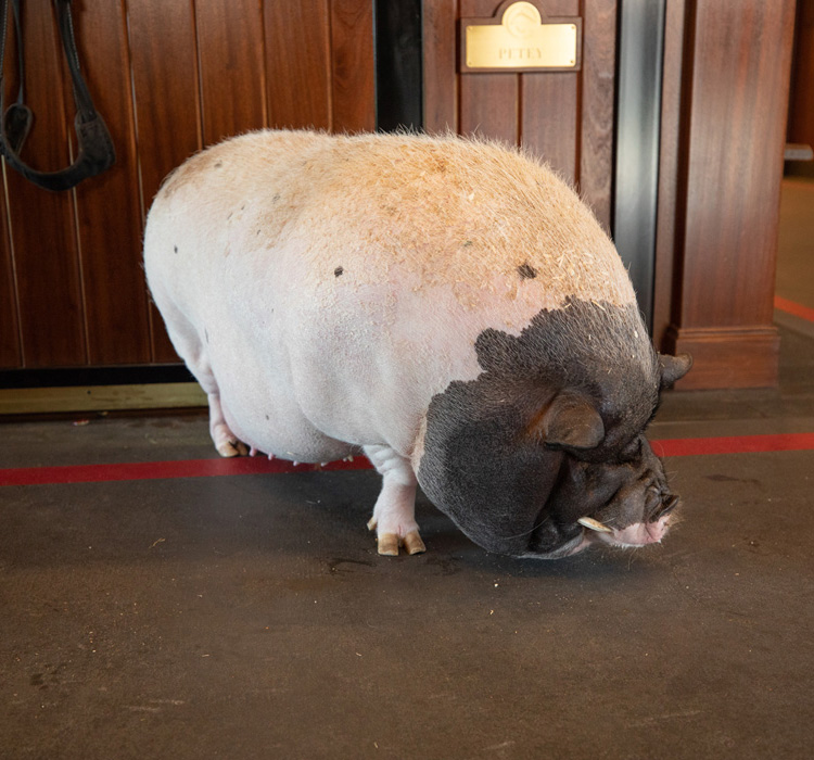 Wilbur is Georgina Bloomberg's adopted pig