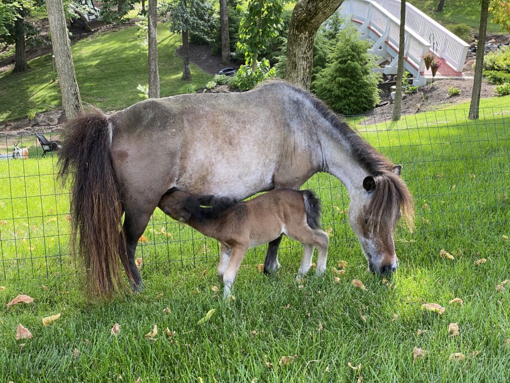 baby mini horse with its mother at R&R ranch