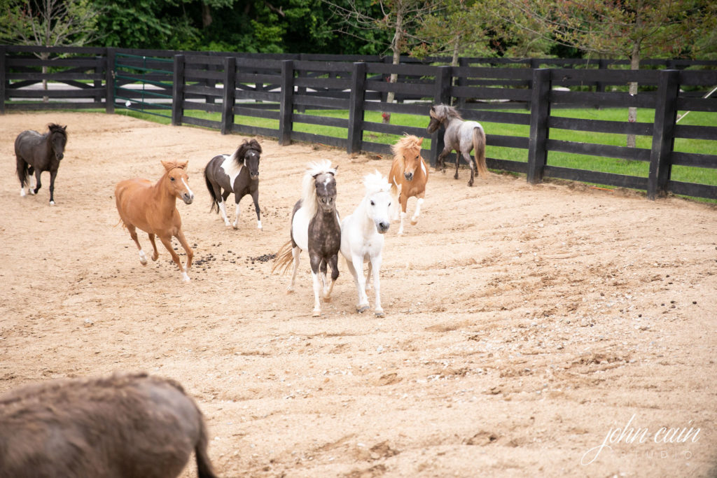 mini horse herd running in the riding ring at R&R ranch