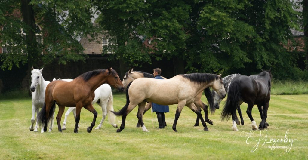 Ben Atkinson training several horses