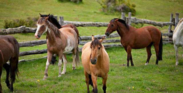 Pat_Sur_VC_Horses4