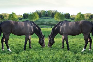 cuddle clones horse