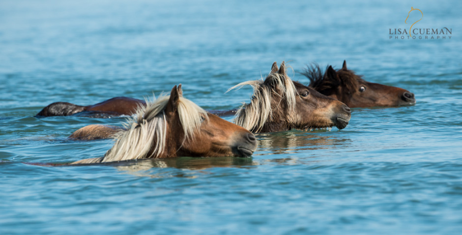 Return to the Wild Ponies Equestrian Living