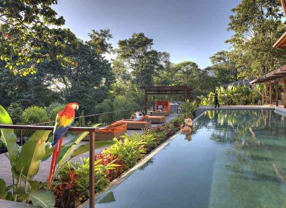 Nayara Springs Lap pool with Macaw