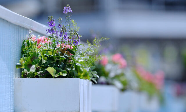 Flower-boxes