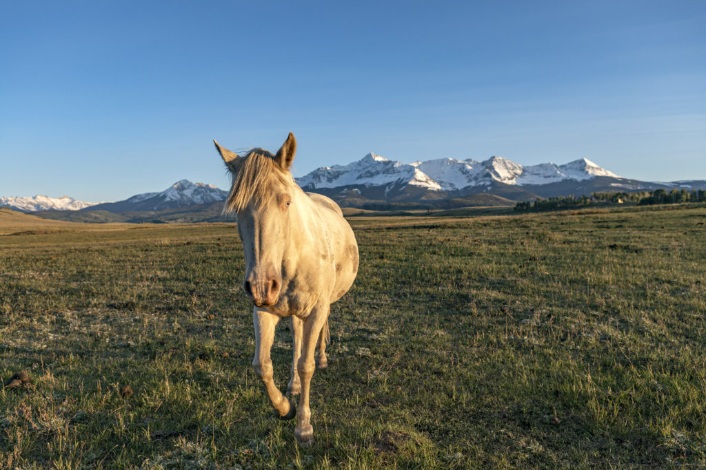horse Colorado ranch