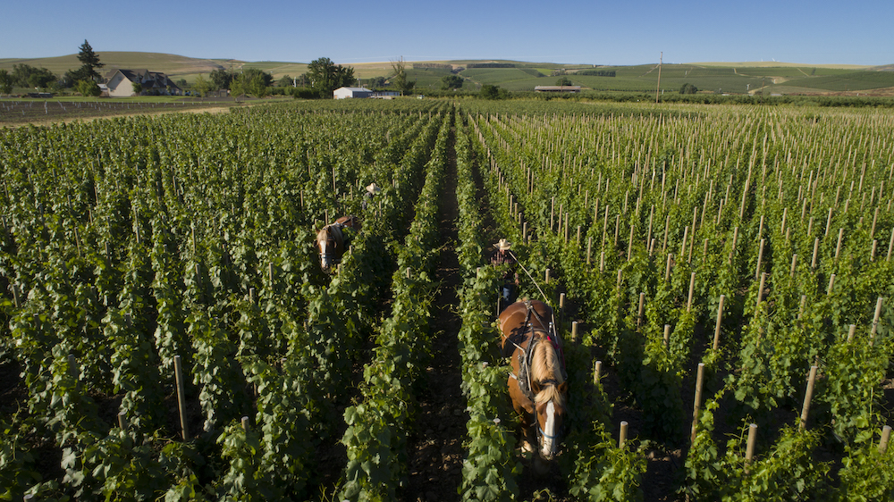 horsepower vineyard
