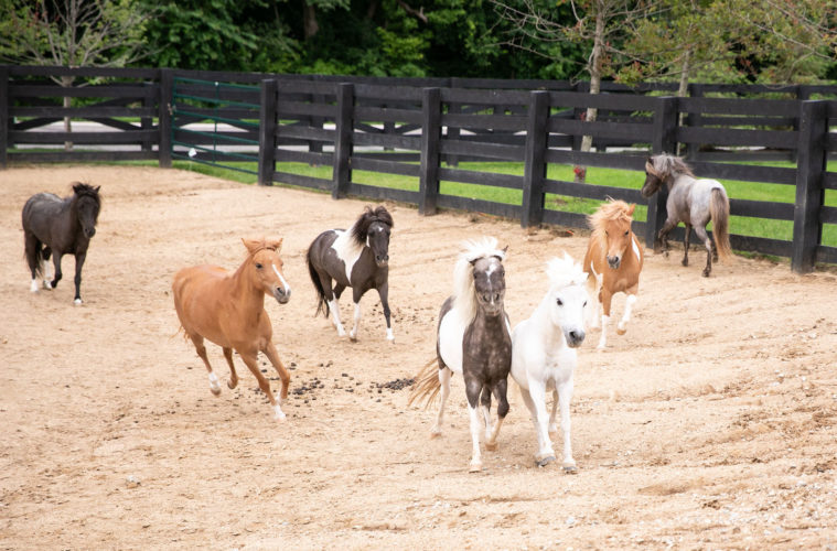 mini horse herd running in the riding ring at R&R ranch