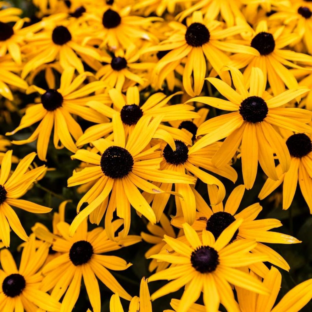 HorseFriendly Plants for your Pastures and Gardens Equestrian Living