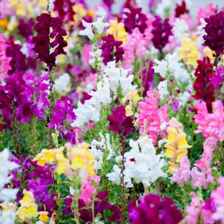 HorseFriendly Plants for your Pastures and Gardens Equestrian Living