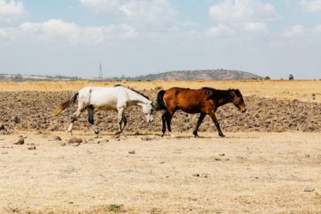 brown and white horses on brown field