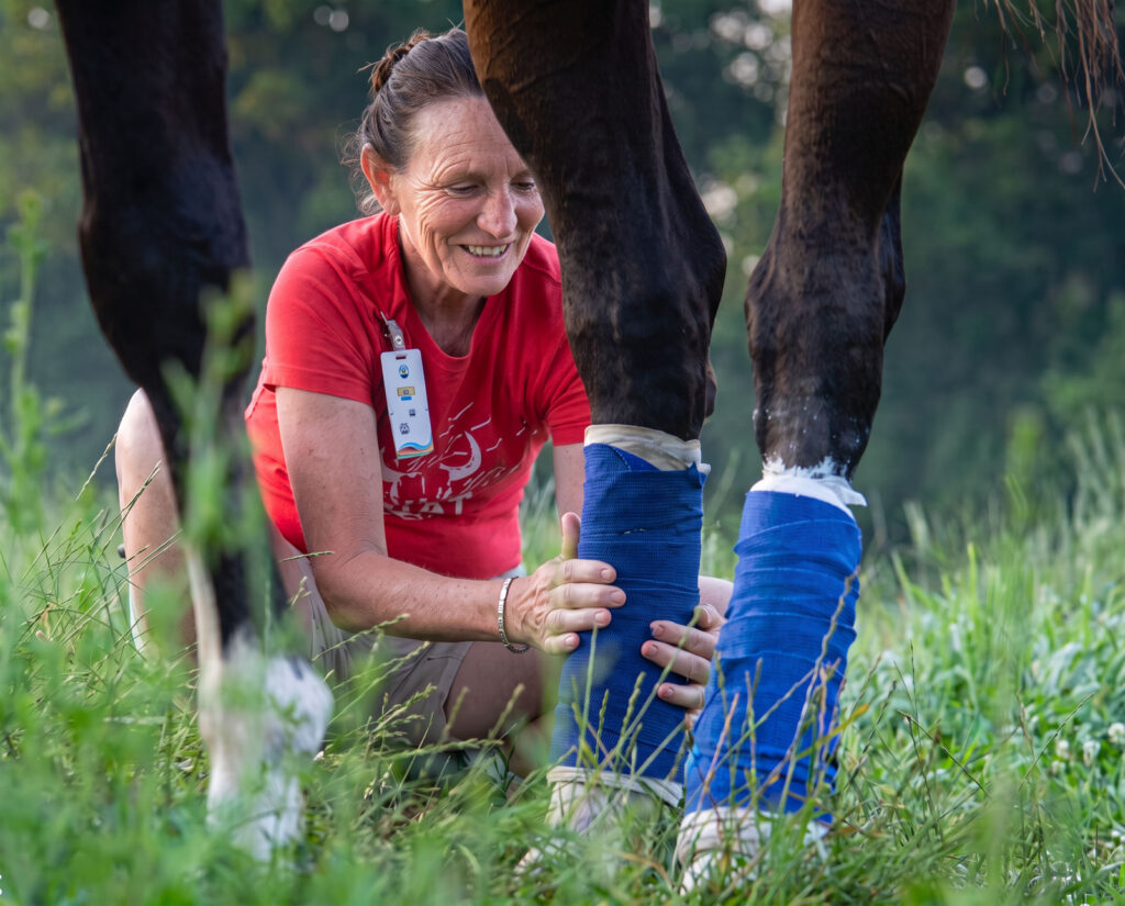 Animal Welfare Manager Karen Moore kneeling in the grass to check a horse’s leg wraps