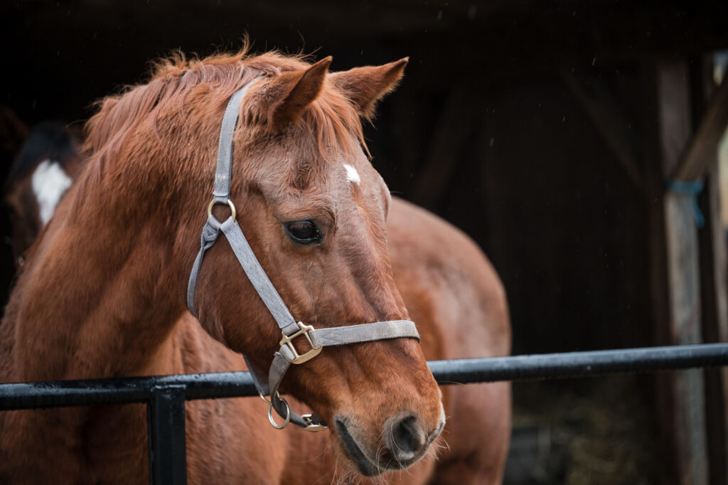 Chestnut horse with a white star and grey halter resting its head over a stall rail at Ryerss Farm