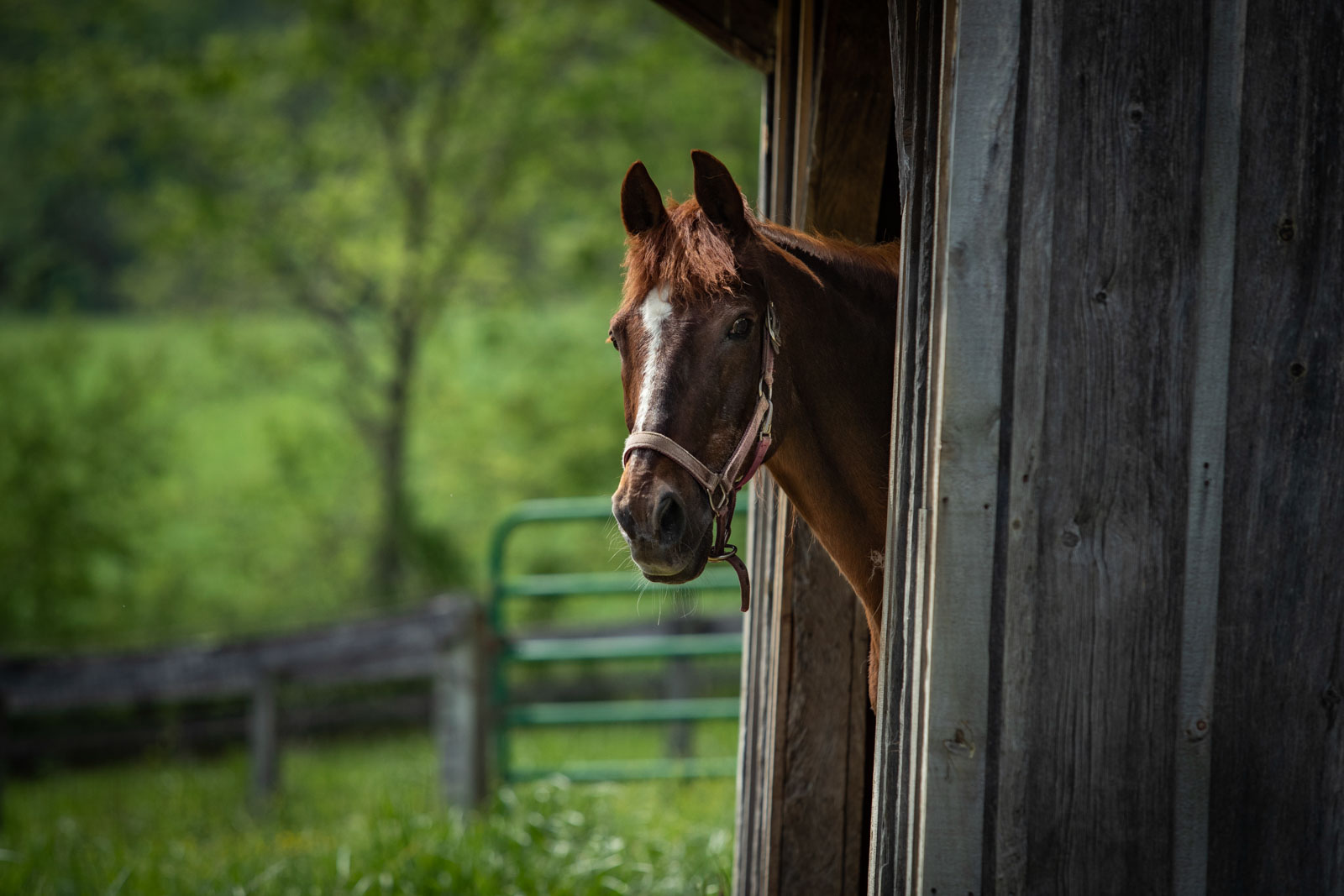 Chestnut horse with a white blaze looking out of a weathered barn door at Ryerss Farm