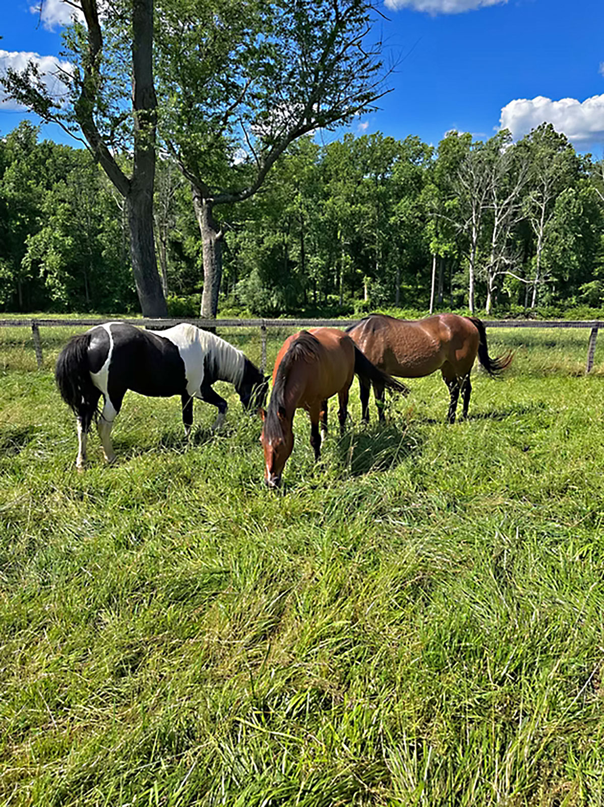 Pinto and two bay horses grazing in tall summer grass under a blue sky at Ryerss Farm