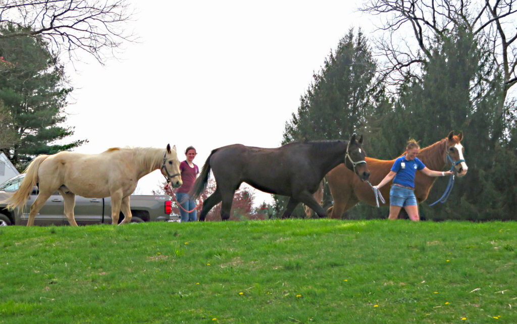 Two handlers leading a grey, a dark bay and a chestnut horse out to pasture at Ryerss Farm
