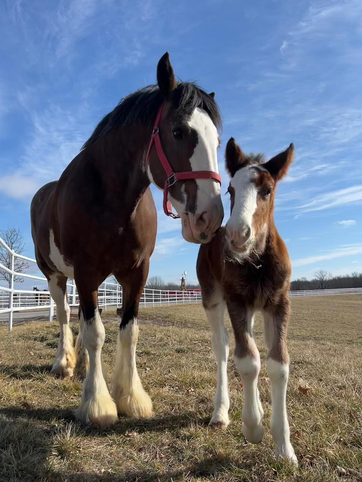 Budweiser Clydesdale Foals 2023 - Equestrian Living