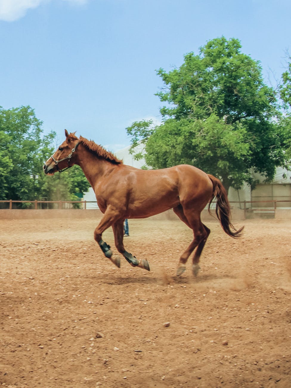 horse galloping on pasture
