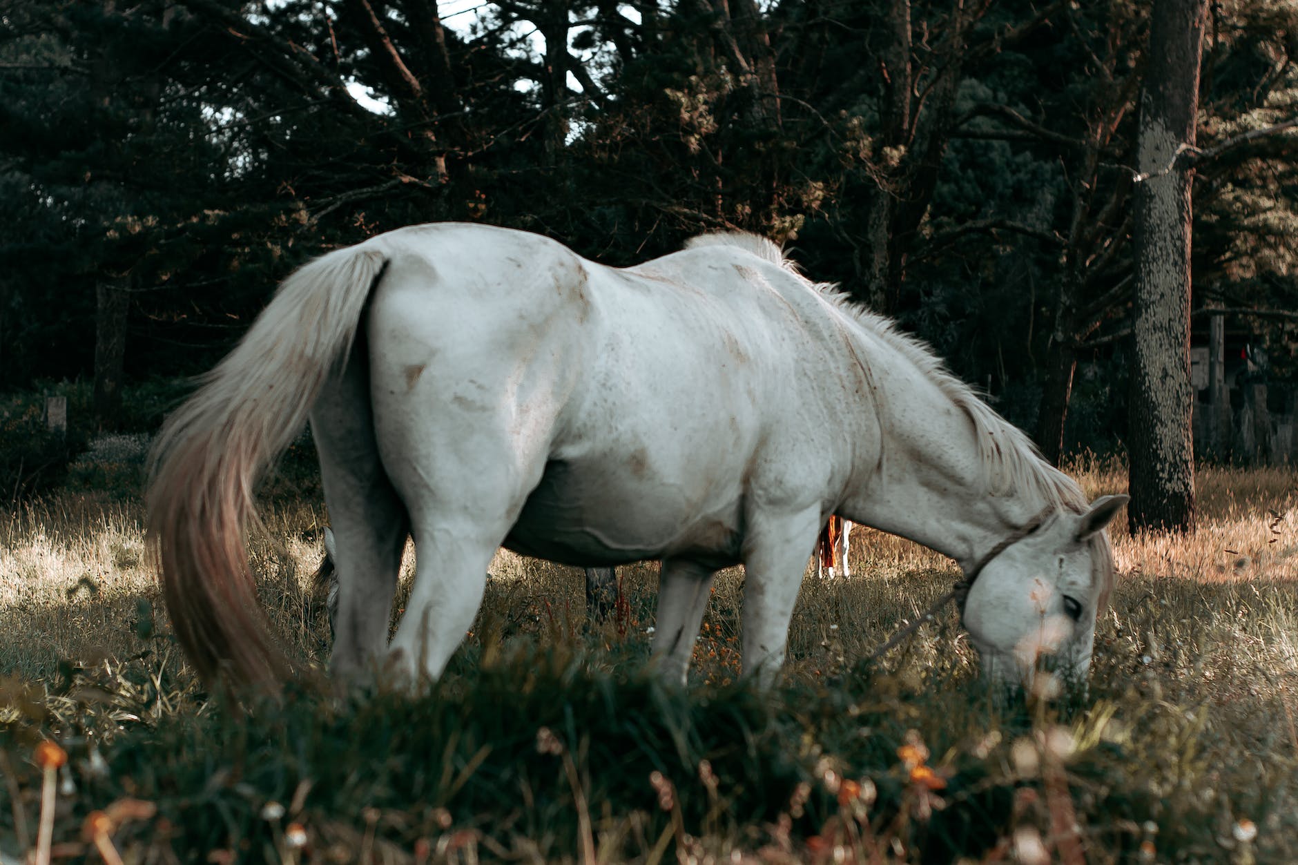 beautiful horse on green grassy pasture