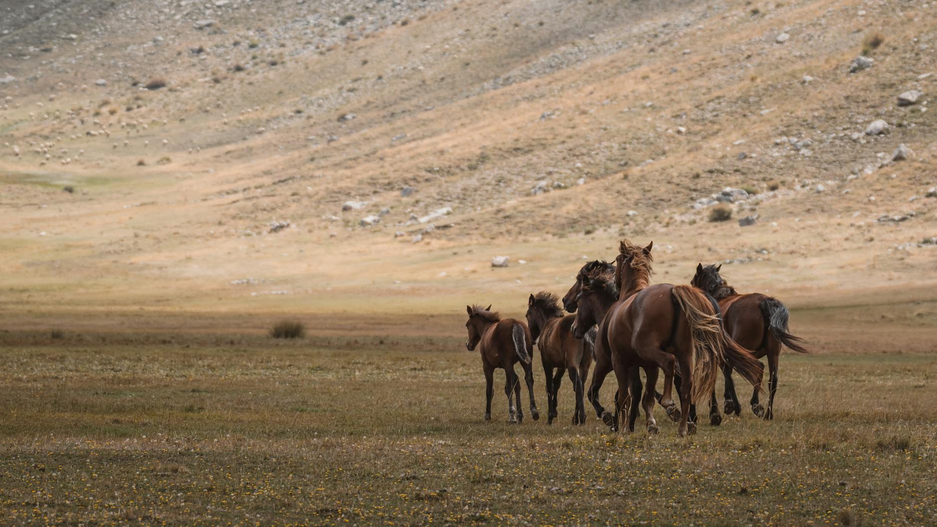 wild horses in the meadows of seydisehir turkiye