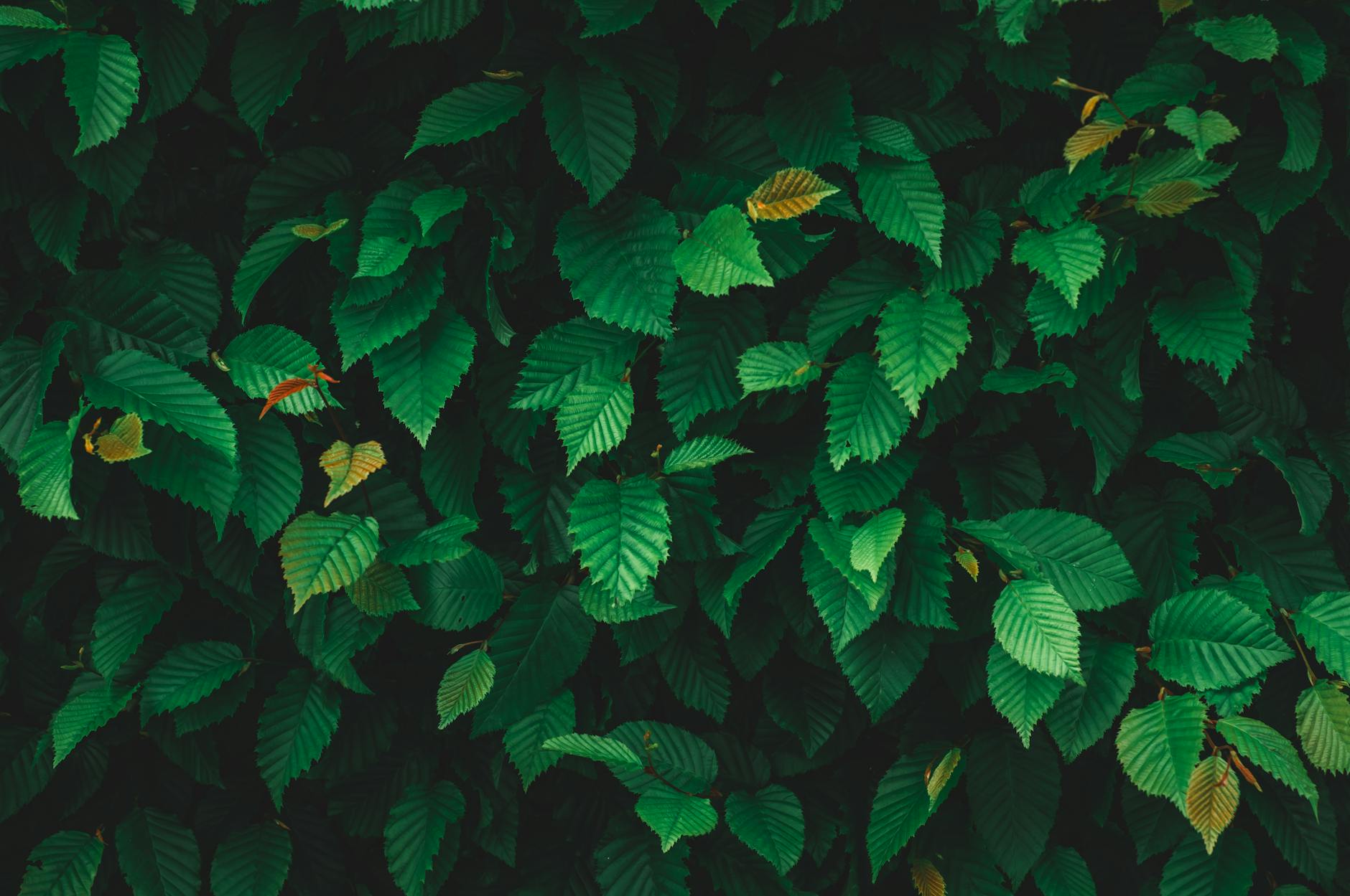 lush green foliage of elm leaves
