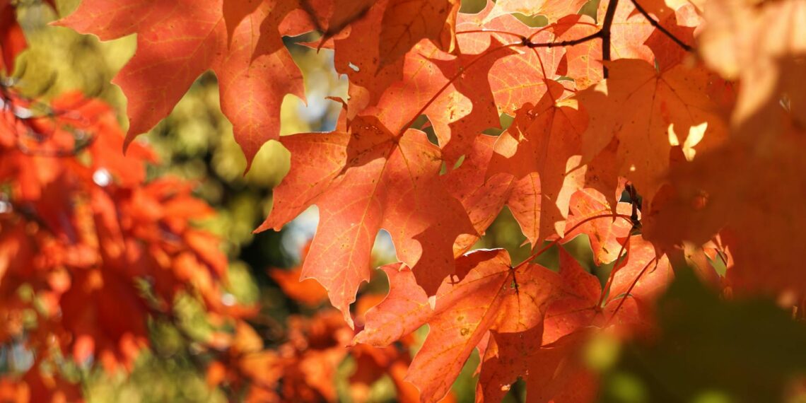 vibrant autumn maple leaves in sunlight