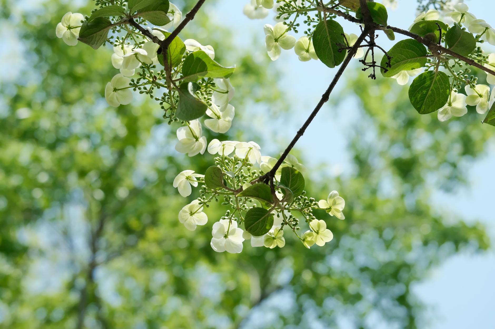 close up of white dogwood blossoms in spring