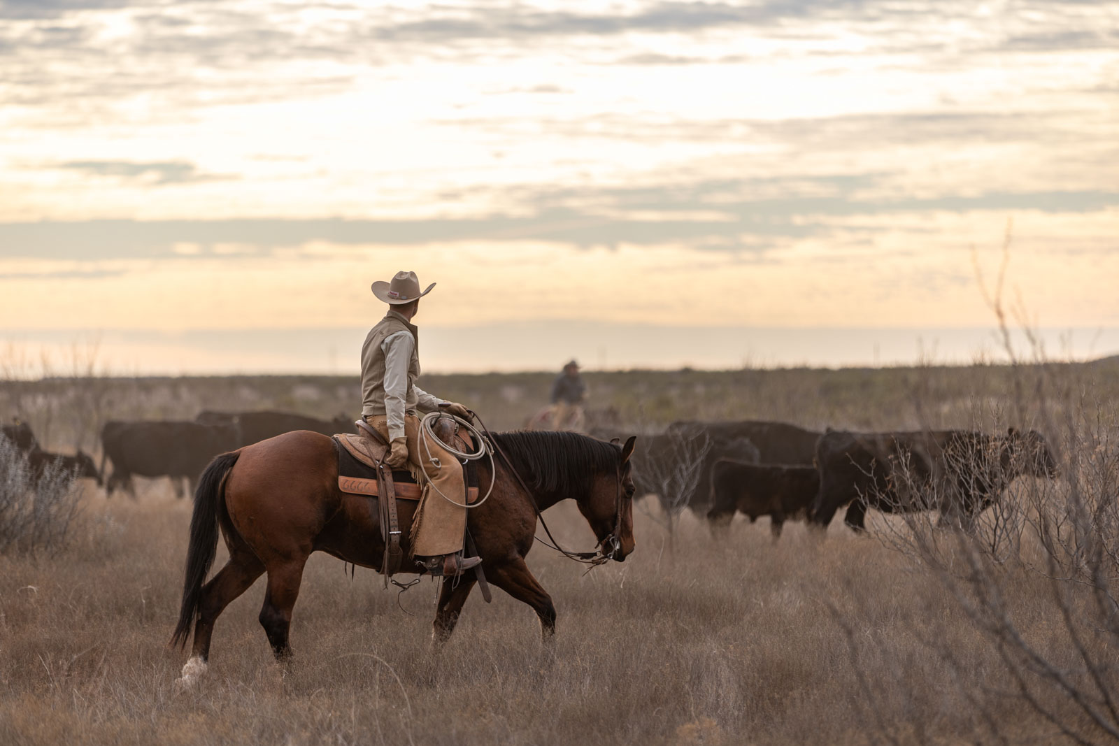 A Four Sixes cowboy on horseback moving cattle at dawn in Guthrie, Texas