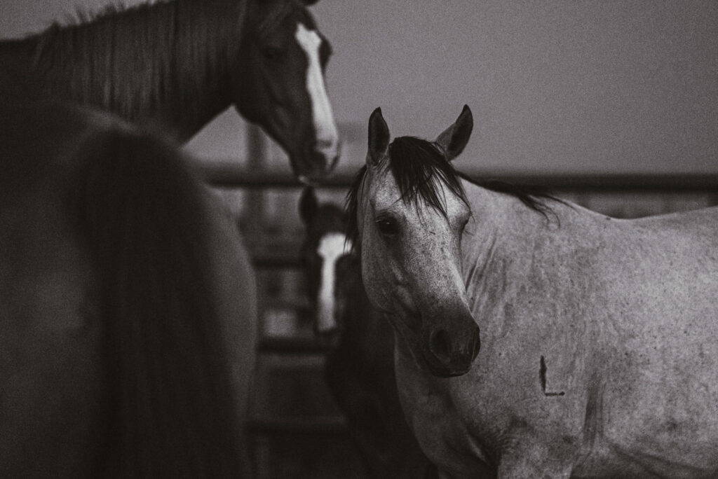 Black-and-white photo of Quarter Horse mares at the Four Sixes Ranch