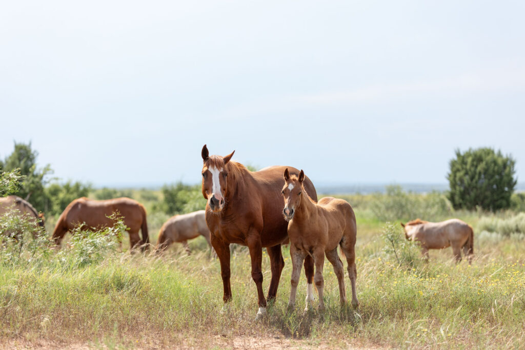 A mare and foal grazing in a pasture at the Four Sixes Ranch
