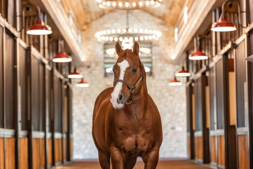 A chestnut Quarter Horse stallion standing in the Stallion Station aisle